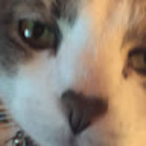 Meet your Posher, Bear